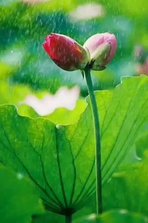 文章照妖镜使用范围，文章照妖镜正确使用方法